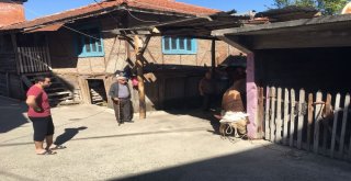 400 Kiloluk Kurbanlık Danayı Böyle Yıktılar