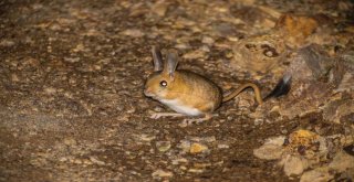 Gümüşhanede Arap Tavşanı Görüntülendi