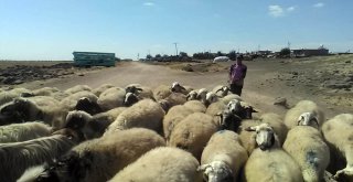 Çobanların Sıcakla İmtihanı