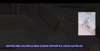 Veteriner Polikliniğinin Önündeki Çoban Köpeğini Çaldı