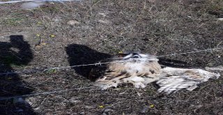 Sarıkamışta Tel Örgüye Şıkışan Puhu Kurtarıldı