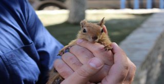 Arka Ayakları Kapana Sıkışan Minik Sincap, Protez Yürüteçle Hayata Tutunacak