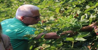 Siirtten Dünyaya Elma İhracatı