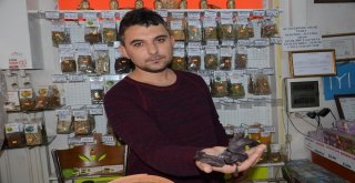 Hem Renk Hem Sağlık Veriyor