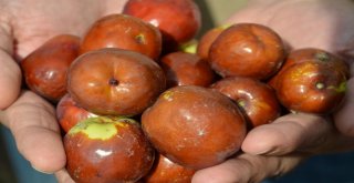 Çivril De Hünnap Hasadı Yapıldı