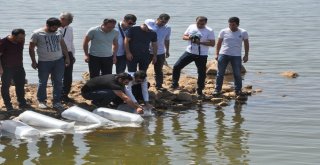 Terörün Yerini Huzura Bırakmasıyla Yaylalar İle Birlikte Nehir Ve Göller De Şenlendi