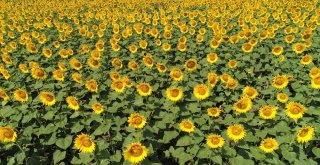 (Özel) Milyonlarca Ayçiçeğinin Havadan Görüntüsü Mest Etti