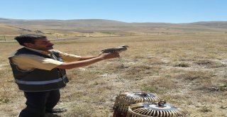 Tedavileri Tamamlanan Keklikler Doğaya Bırakıldı