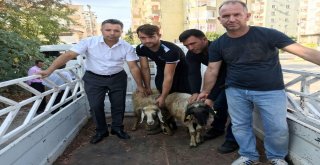Erdemlide Genç Çiftçilere Koyun Dağıtıldı