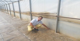 Marmariste Çiftçilere Solarizasyon Uygulamaları Yaptırıldı