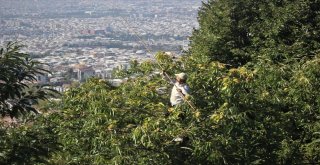 (Özel) - Ağaç Tepesinde Ekmek Kavgası