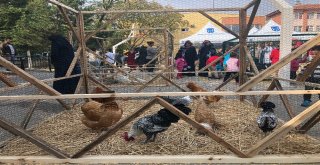 Okullarına Gelen Sevimli Misafirler Öğrencileri Coşturdu