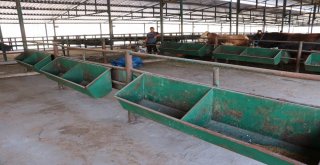 Manisa Hayvan Pazarında Padoklar Boş Kaldı