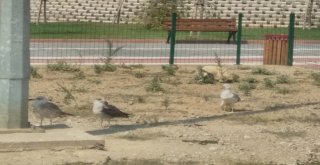 Bursada Bu Kadarı Da Olmaz Dedirten Olay