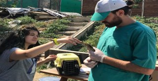 Vatandaşlar Tarafından Bulunan Balaban Doğaya Bırakıldı