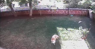 Yavruları İçin Kendisini Tehlikeye Attı