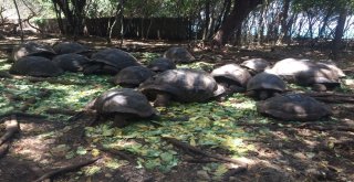 Dev Kaplumbağaların Yuvası: Changuu Adası