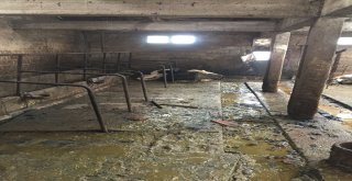 Bolunun Tatlar Köyünde Çıkan Yangında 2 Hayvan Telef Oldu