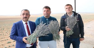 Lavanta Üreticinin Yüzünü Güldürdü