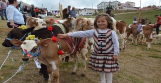 Buzağılar Görücüye Çıktı