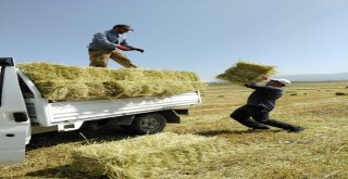 Ardahanda Kışlık Balyalar Toplanmaya Başladı