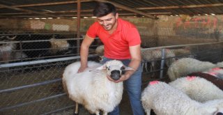 Elazığda Kurbanlıklar Pazara İndi