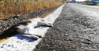 Yol Çizgi Çalışması Yapan Ekipler Ölü Kediyi De Çizdi