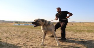 İtalyanlar Kurt Saldırılarından Kangal İle Korunacak