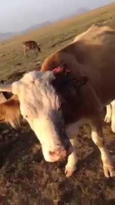 Iğdırda Hayvanlara Vahşet Saldırı