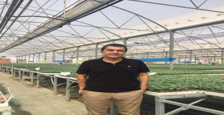 Domateste Amerikan Tohumu Kullanmayacak