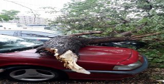 Araçların Üzerine Ağaç Düştü