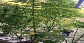 Alanyada Uyuşturucu Operasyonu