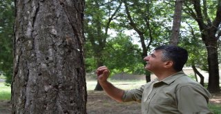 Bitkin Halde Bulunan Yavru Ağaç Yediuyuru Doğaya Bırakıldı