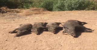 Domuz Süreleri Kabus Oldu, Avcılar Sürek Avı Başlattı
