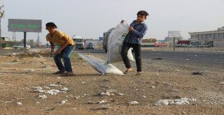 (Özel) Yola Saçılan Pamuklar Geçim Kaynağı Oldu