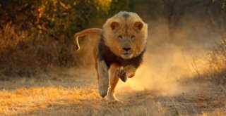 Belçikada Doğdular, İzmirli Olacaklar