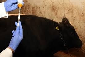 Erzincan Genelinde Şap Aşılaması Başladı