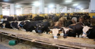 Bayrampaşa, Beş Yıldızlı Tesisiyle Kurban Bayramına Hazır