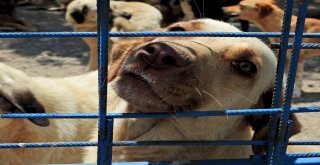 Çesal: Ünya Sadece İnsanlara Ait Değil