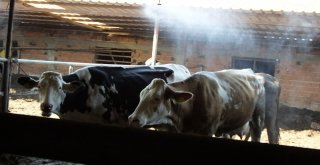 Fıskiye İle Serinleyen İneklerde Verim Arttı