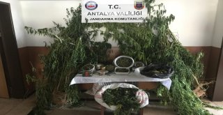 Alanyada 6 Kilo Esrar Ele Geçirildi