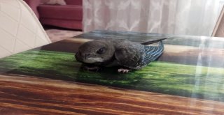 (Özel) Sokakta Buldukları Ebabil Kuşunun Yaşaması İçin Yardım Bekliyorlar