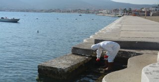 Denizdeki Petrol Sızıntısının Kaynağını Tübitak Da Araştırıyor