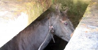 Abhazyada At Kurtarma Operasyonu