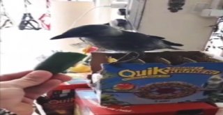 Misafir Kargayı Elleriyle Besledi