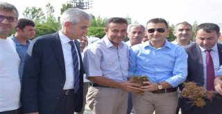 Kozlukta 45 Çiftçiye Çilek Fidesi Dağıtıldı