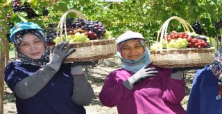 Üzümde İhracat Erken Başlıyor