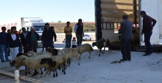Kırıkkalede 135 Genç Çiftçiye Canlı Hayvan Desteği