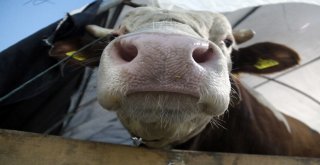 (Özel) Besicilerin 24 Saat Kurban Nöbeti