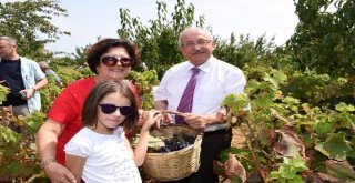 Şarköy Bağbozumu Ve Üzüm Festivali Düzenlendi